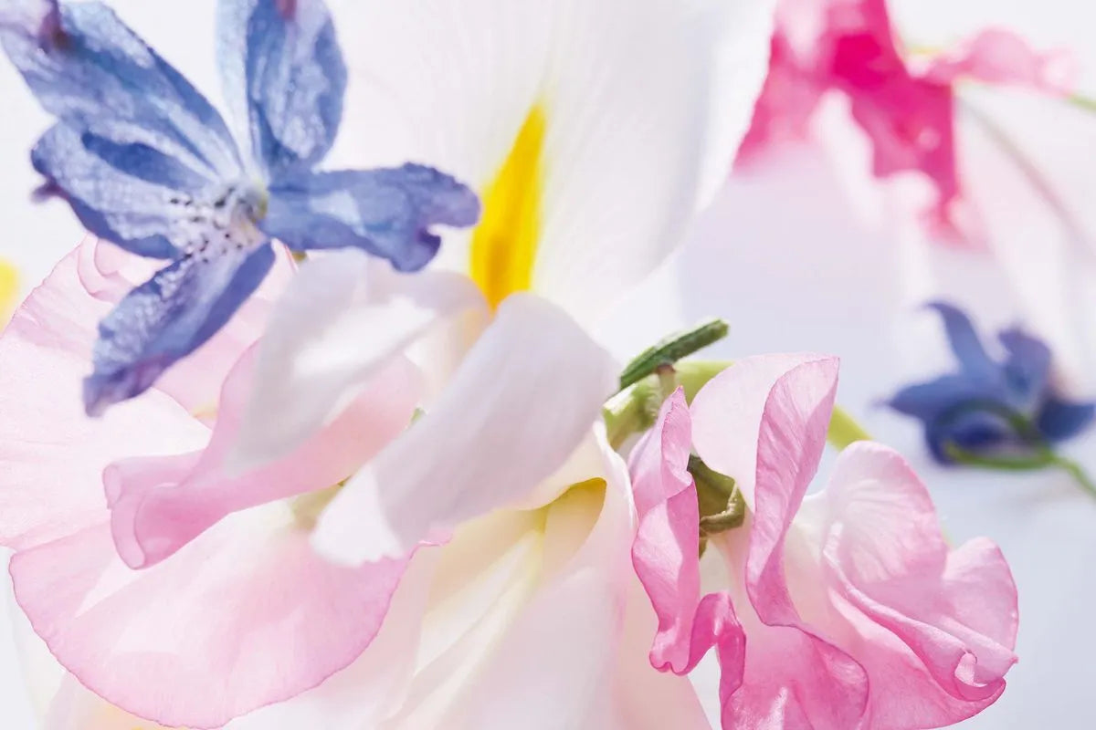 Miss Dior Eau de Parfum - 100ml